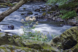 fließendes Wasser im Bodetal Harz bei Langzeitbelichtung mit ND Filter