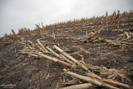 Maisacker nach der Ernte an der Ostsee