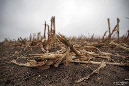 Maisacker nach der Ernte an der Ostsee