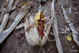 Maisacker nach der Ernte an der Ostsee