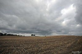 Maisacker nach der Ernte an der Ostsee