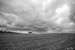 Maisacker nach der Ernte an der Ostsee 