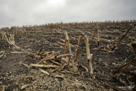 Maisacker nach der Ernte an der Ostsee