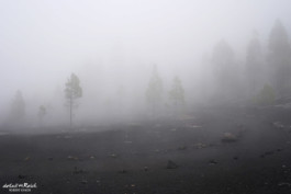 Nebelschwaden auf schwarzem Vulkansand Teneriffa