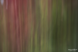 buntes Herbstlaub in Langzeitbelichtung