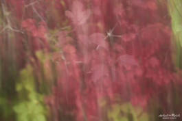 buntes Herbstlaub in Langzeitbelichtung