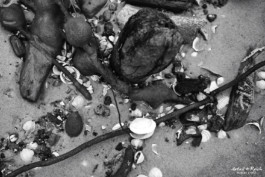 interessante Funde am Strand von Wangerooge