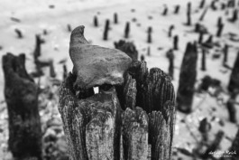 interessante Funde am Strand von Wangerooge