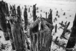 interessante Funde am Strand von Wangerooge